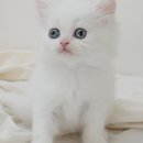 My Love Cat(마이러브캣) 이미지