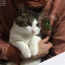 망원동 상실이네+2270 발목골절수술 1498일, 핀제거수술 1013일 아빠 종합소득세신고, 하군 종합소득세...