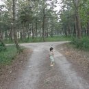 솔밭민박 이미지