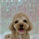 모랑펫살롱 이미지