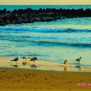 송도해수욕장 이미지