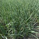 홍산농장 이미지