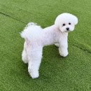 486독스쿨 이미지