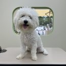 아워퍼피 이미지