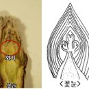 사과나무 가지치기 방법 이미지