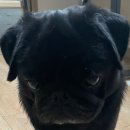 애니멀 쉐프 이미지