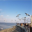 삽교호관광지 이미지