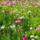 배곧생명공원 이미지