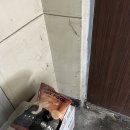 퍼피클럽 뚱 이미지