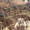 내서읍1171 이미지