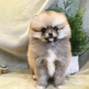 퐁실퐁실 이미지