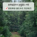 뉴질랜드 북섬 여행 로토루아 가볼만한곳 레드우드 트리워크