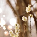 매화 티스토리