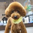 마티애견 이미지