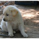 오뉴월 개팔자 이미지