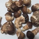 노화농장 | 참송이버섯 설날선물 참송이농장 버섯효능 솔직후기