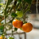 성호농장 이미지