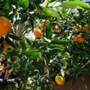 이브농장 이미지