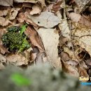 딴산노을 이미지