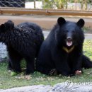 웅담2농장 이미지