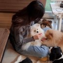 CAFE THE DOG 이미지