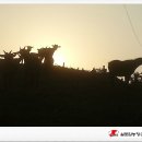 실로암 농장 이미지