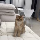 강아지를 부탁해 | 🐾 여름을 부탁해! ‘고밍도 쿨쿨 방석’ 사용 후기, 고양이쿠션, 쿨매트, 쿨방석, 고양이방석