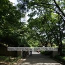 돌마초등길 이미지