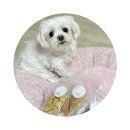 레오까까 이미지