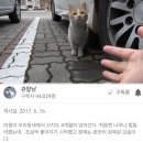 [관찰남] 현재 논란중인 "외출냥이를 빙자해 밖에서 방치되고 있는 미웡이" 이미지