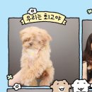 스핑제리 네이버블로그