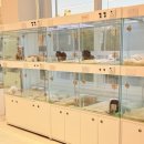 비비퍼피 강아지분양 일산점 이미지