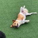 도그플래닛 이미지