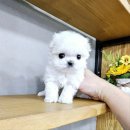 아이러브 독 이미지