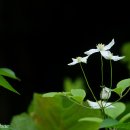 여름의 숲 이미지