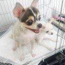쁘띠멍멍 이미지