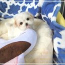 미앤유펫 강아지 고양이 원주점 | 원주강아지분양, 믿고 맡길 수 있는 선택의 기준