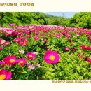 작약정원 이미지