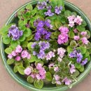 바이올렛 이미지