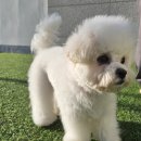 댕그랑댕 이미지