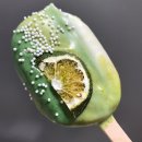 웜케이크