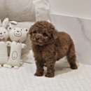 이브애견샵 이미지