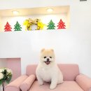 메리몰펫샵 이미지