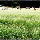 봉평메밀로 이미지