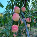 산골복숭아농장 이미지