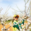 매화농장 이미지