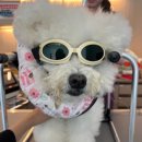 한걸음 동물병원 이미지