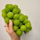 금포농장 | 🫒금포도 샤인머스켓 진짜 망고 맛과 향이 날까? 세척 및 보관법
