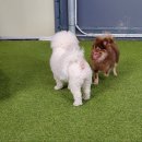 어몽독스 이미지