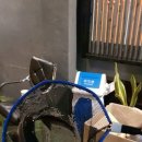 미췬물고기 이미지